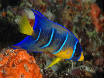 Holacanthus ciliaris juvénile transition 4-6 cm