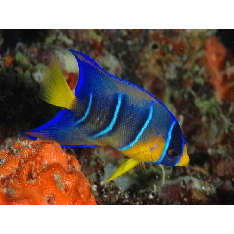 Holacanthus ciliaris juvénile 5-7 cm