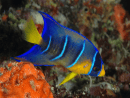 Holacanthus ciliaris giovanile 5-7 cm