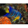 Holacanthus ciliaris juvénile transition 4-6 cm