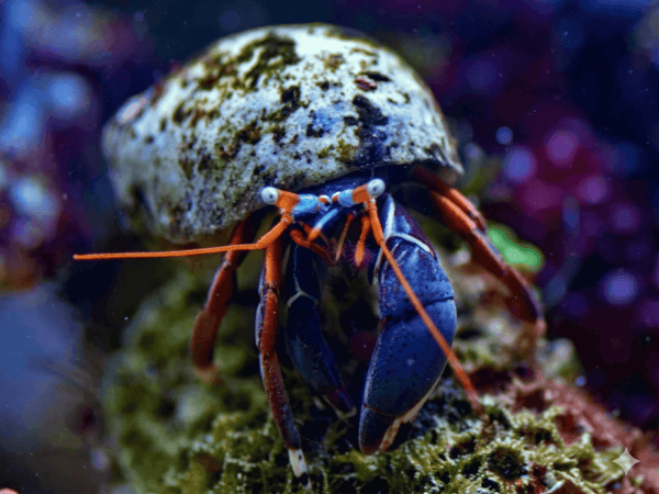 Calcinus tibicen