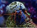 Calcinus tibicen