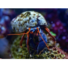 Calcinus tibicen