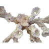 Set 60x35x35 cm Acroporock - Aquaroche 699710