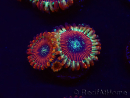WYSIWYG - Zoanthus Happy People Eater 30B4