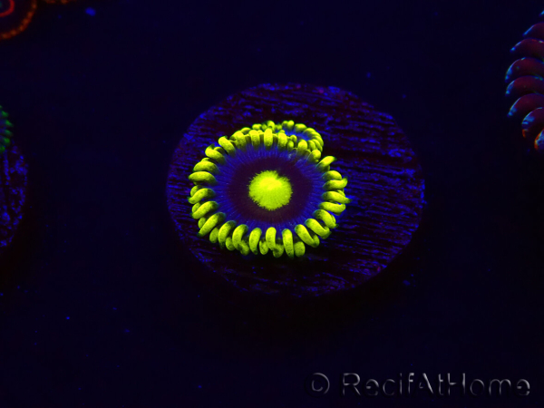 WYSIWYG - Zoanthus Corona 30K5