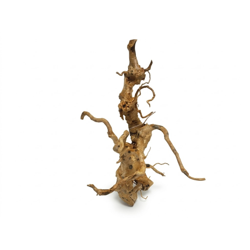 Vigne RARE rouge L 30-50cm