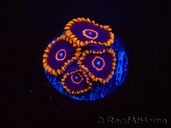 WYSIWYG - Zoanthus Red Hornet 40A1
