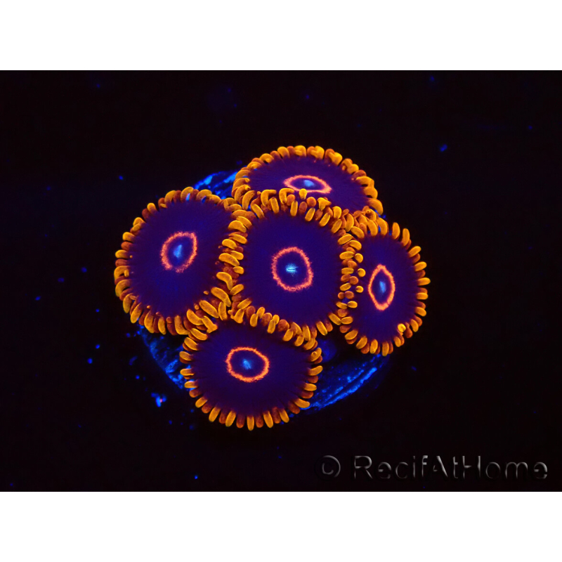 WYSIWYG - Zoanthus Red Hornet 40A3