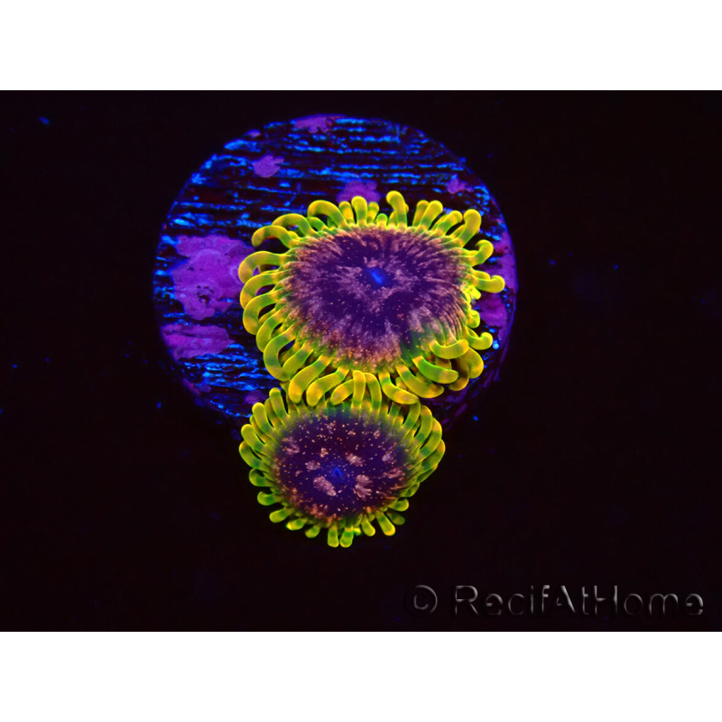 WYSIWYG - JF Zoanthus Acid Reflux 40A9