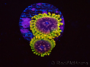 WYSIWYG - JF Zoanthus Acid Reflux