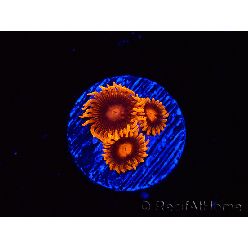WYSIWYG - Zoanthus Bambam 40B6