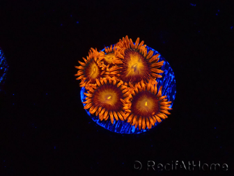 WYSIWYG - Zoanthus Orange Oxyde