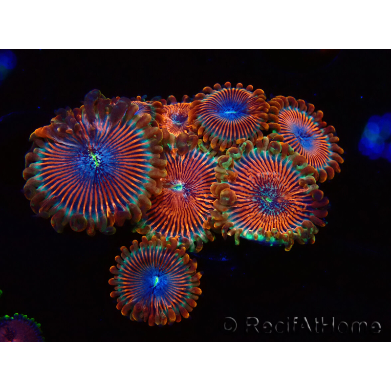 WYSIWYG - Zoanthus Happy People Eater 40G1