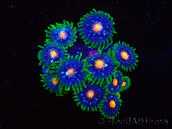 WYSIWYG - JF Zoanthus Stargazer 40K3