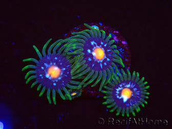 WYSIWYG - JF Zoanthus Stargazer 40K7