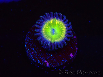 WYSIWYG - Zoanthus Tinkerbells 40L1