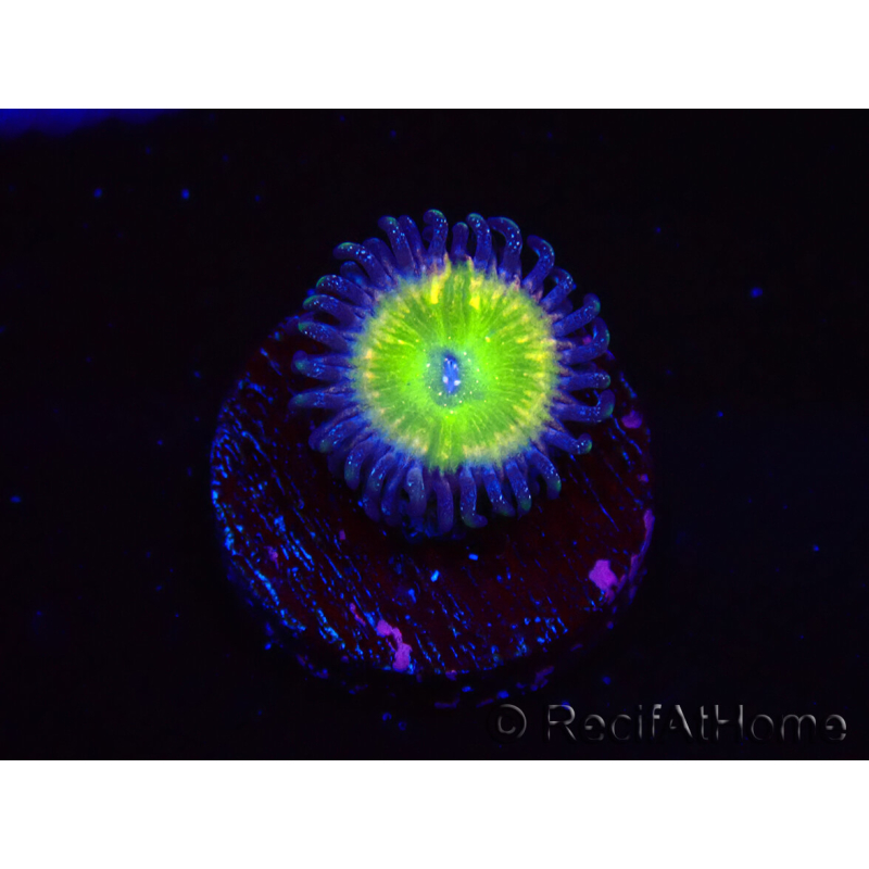 WYSIWYG - Zoanthus Tinkerbells 40L1