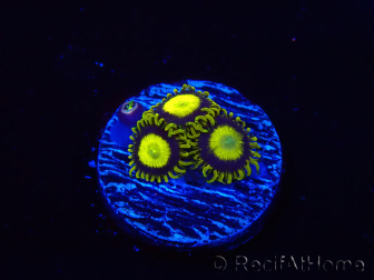 WYSIWYG - Zoanthus King Midas 40R3