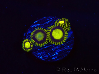 WYSIWYG - Zoanthus King Midas 40R5