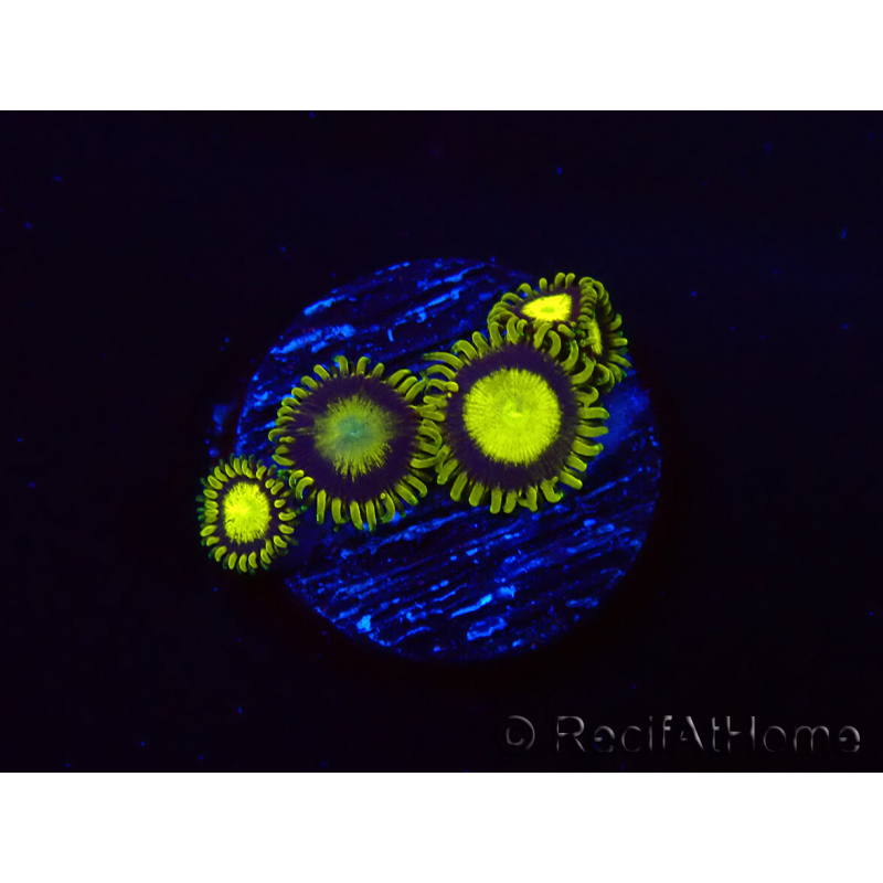 WYSIWYG - Zoanthus King Midas 40R5