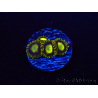 WYSIWYG - Zoanthus King Midas 40R6