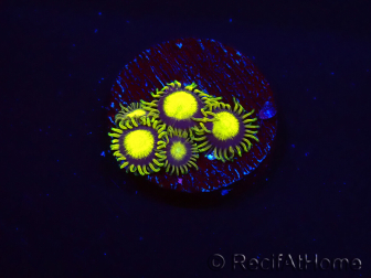 WYSIWYG - Zoanthus King Midas 40R9