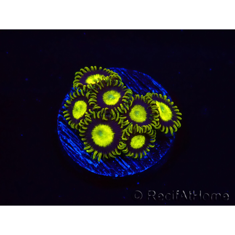 WYSIWYG - Zoanthus King Midas 40R10