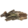 RAÍZ MALASIA SM 26-32CM
