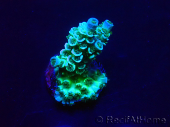WYSIWYG Acropora tenuis Maricultura aclimatado LED