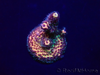 WYSIWYG Acropora Marikultur akklimatisiert LED