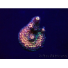 WYSIWYG Acropora millepora Maricultuur geacclimatiseerd LED