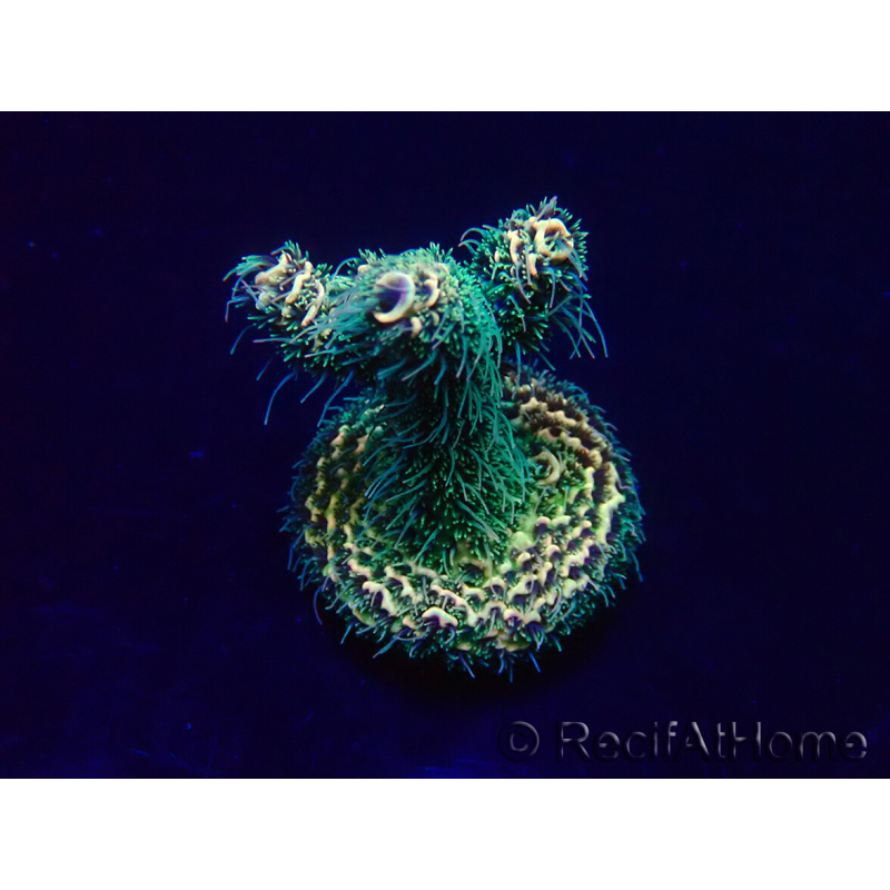 WYSIWYG Acropora millepora 15F8 Mariculture acclimaté led