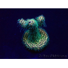 WYSIWYG Acropora millepora 15F8 Mariculture acclimaté led