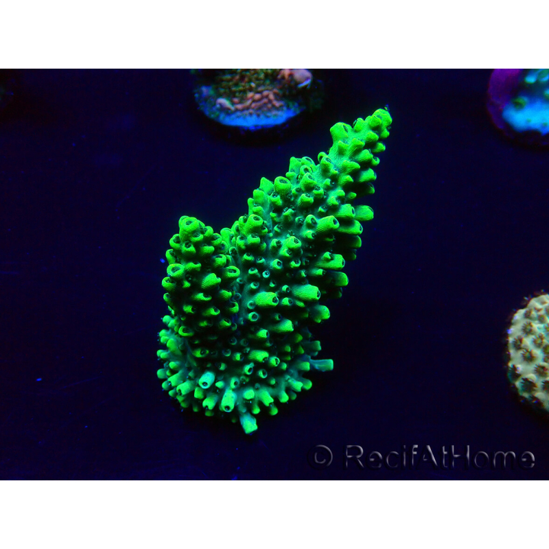 WYSIWYG Acropora Marikultur akklimatisiert LED