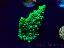 WYSIWYG Acropora 15H6 Mariculture acclimaté led
