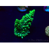 WYSIWYG Acropora 15H6 Mariculture acclimaté led