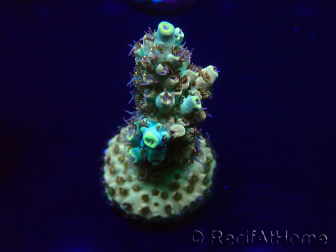 WYSIWYG Acropora Maricoltura acclimatata a LED