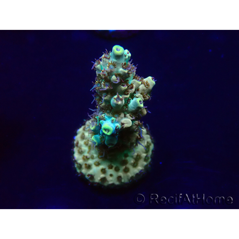 WYSIWYG Acropora Maricoltura acclimatata a LED
