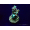 WYSIWYG Acropora Maricoltura acclimatata a LED