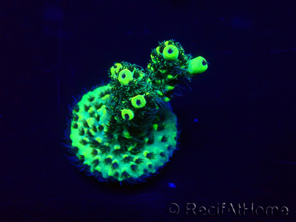 WYSIWYG Acropora millepora Mariculture acclimaté led