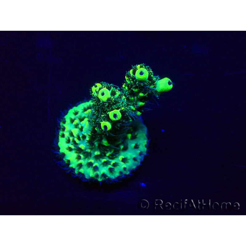 WYSIWYG Acropora Marikultur akklimatisiert LED
