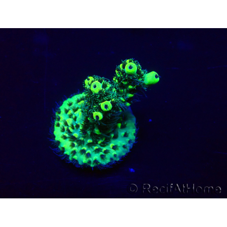 WYSIWYG Acropora Marikultur akklimatisiert LED