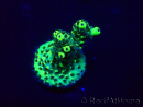 WYSIWYG Acropora millepora Mariculture acclimaté led
