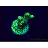 WYSIWYG Acropora millepora Mariculture acclimated LED