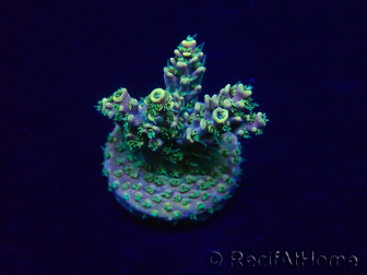 WYSIWYG Acropora acclimaté led