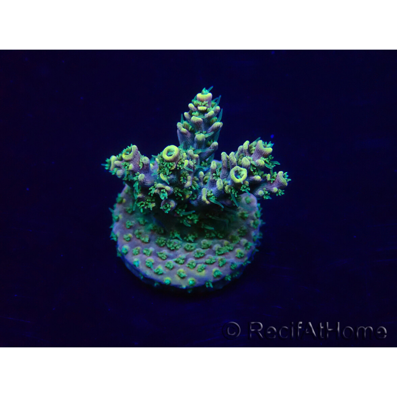 WYSIWYG Acropora akklimatisiert LED