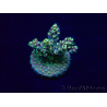 WYSIWYG Acropora 15K7 Mariculture acclimaté led