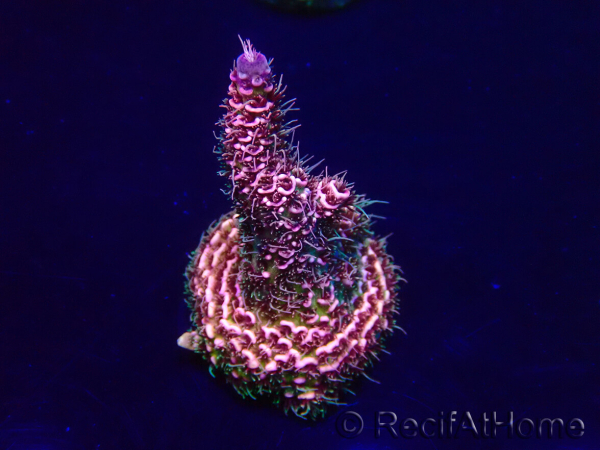 WYSIWYG Acropora Mariculture acclimated LED