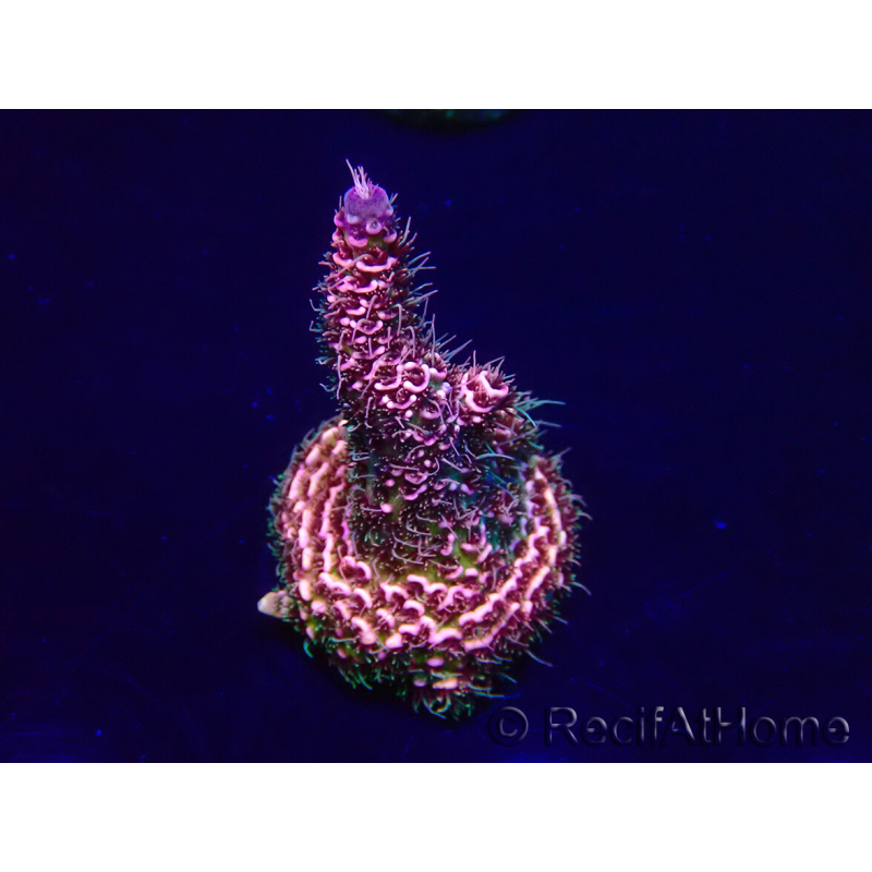 WYSIWYG Acropora Maricultura aclimatada LED